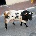 foto de Toro de la Nava
